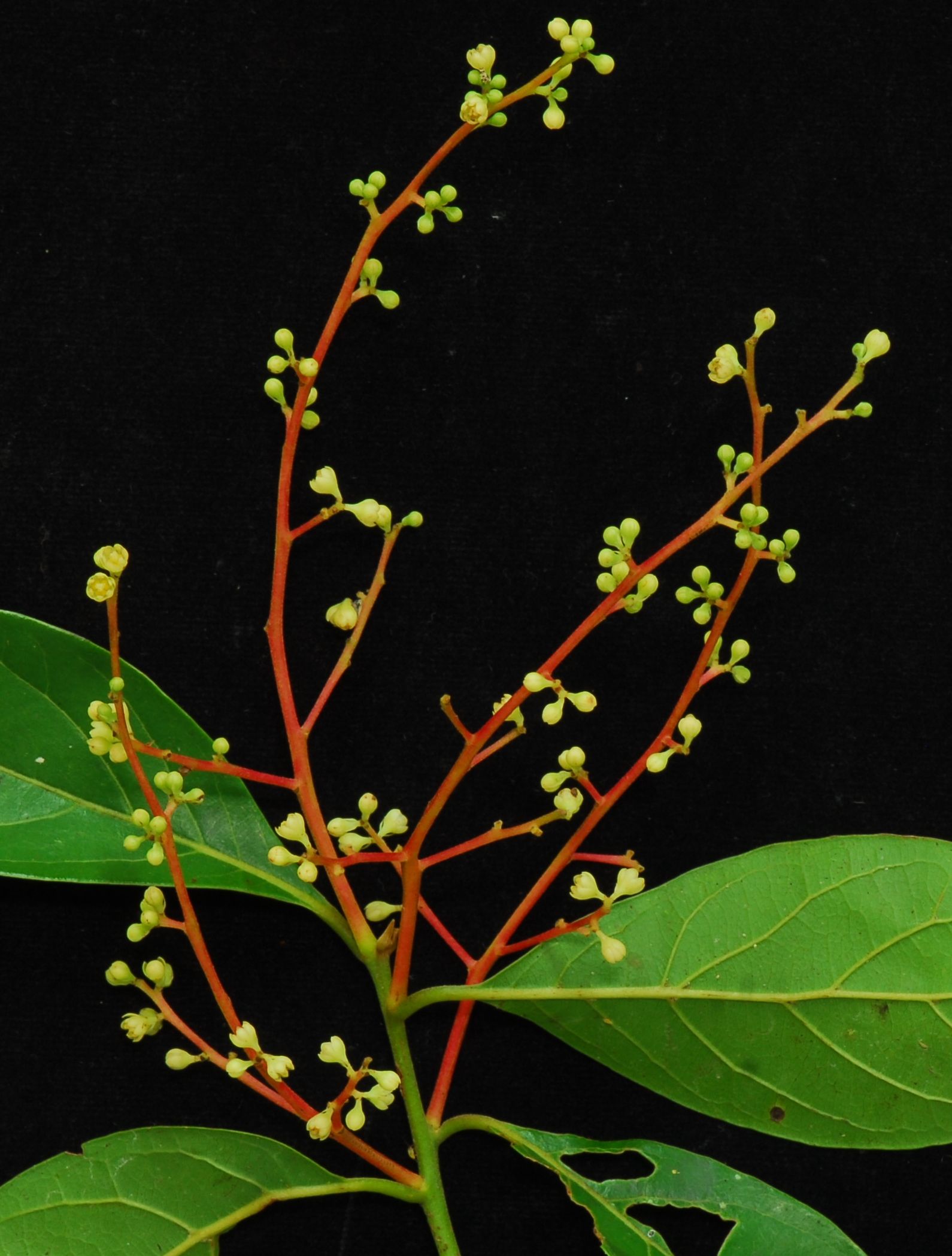 rboles De Yasun Ecuador rboles-de-yasun-ecuador